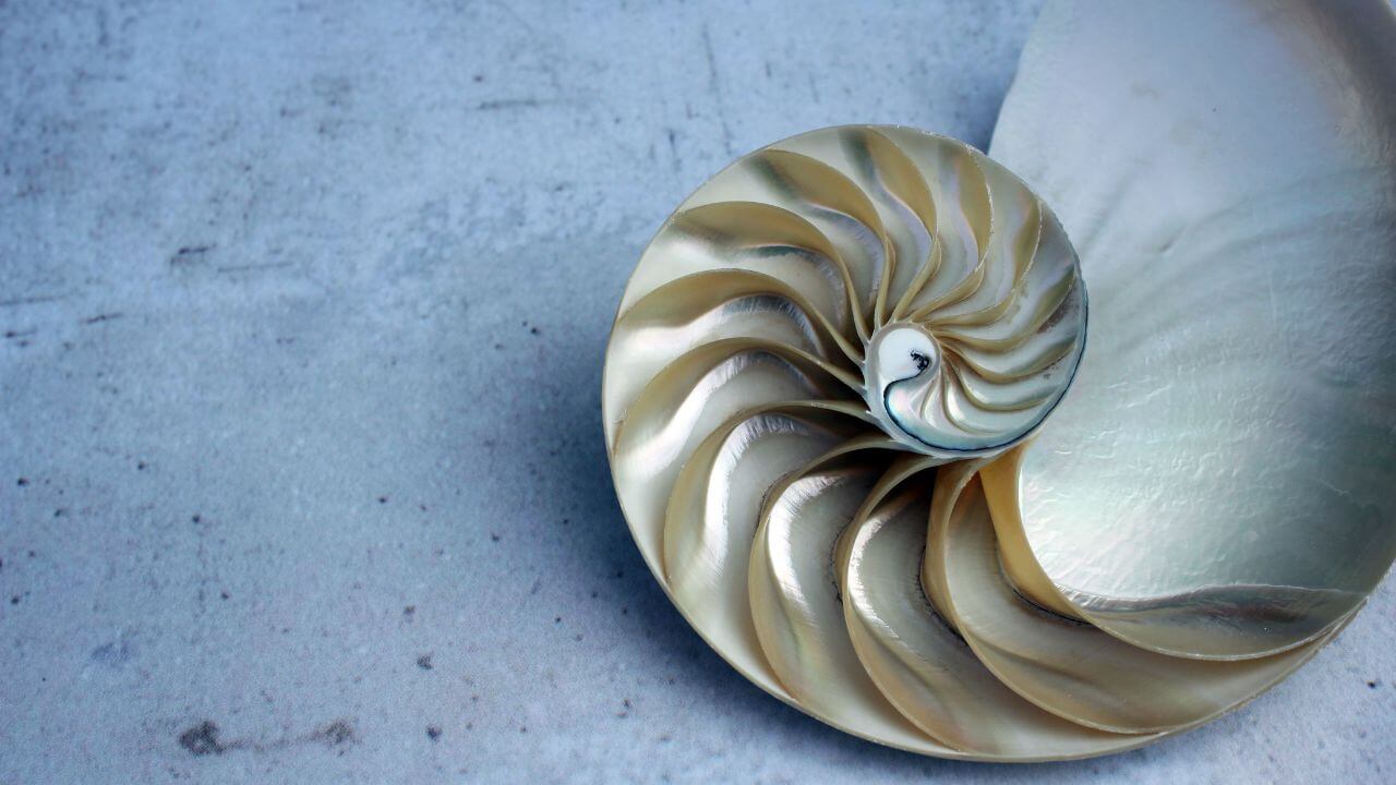 The Golden Ratio_ Connecting Fibonacci to Nature and Art